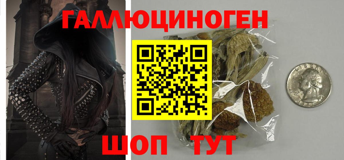 Киселёвск  Псилоцибиновые грибы Psilocybine cubensis  Вход с VPN 
